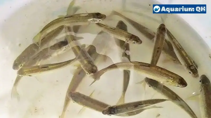 How Long Can Minnows Live In A Bucket