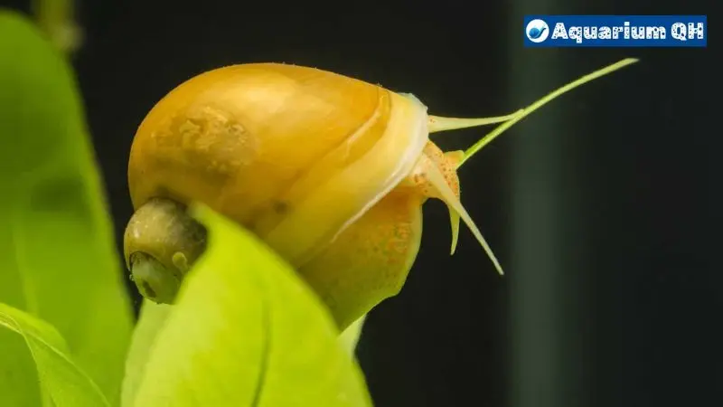 How Often To Feed Mystery Snails 