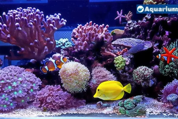 Can I Use Sea Salt Instead Of Aquarium Salt?