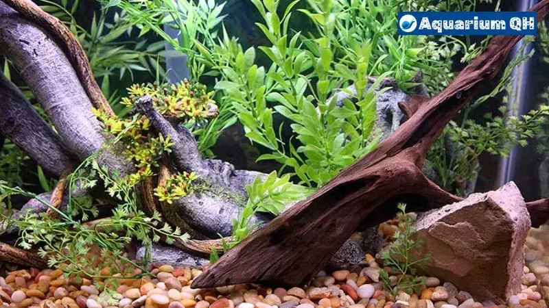 How Long Does Driftwood Take to Sink in a Fish Tank?