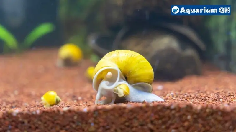 What to Feed Mystery Snails for Calcium