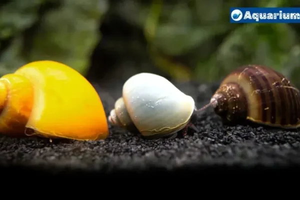 Can Mystery Snails Eat Cucumber? When Should I Feed?