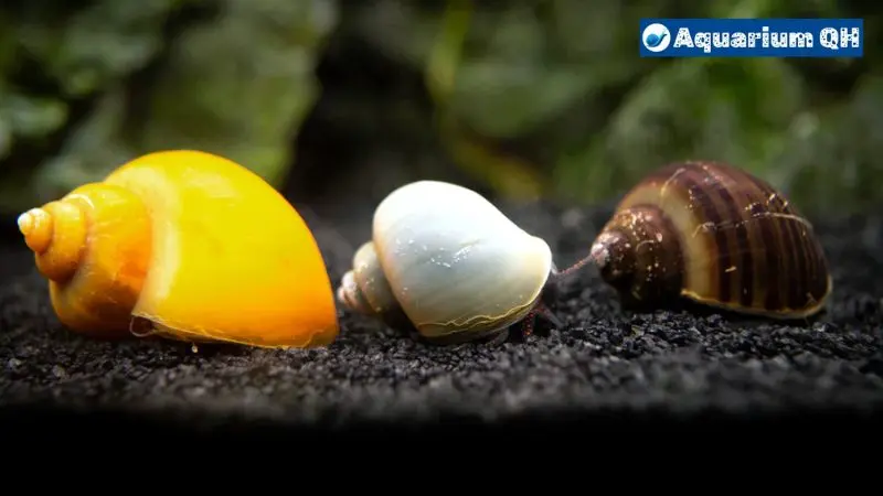 Can Mystery Snails Live Out Of Water