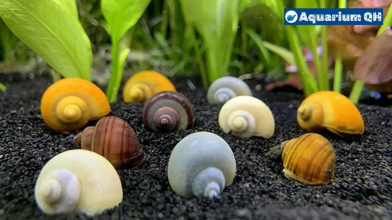 What to Feed Mystery Snails for Calcium