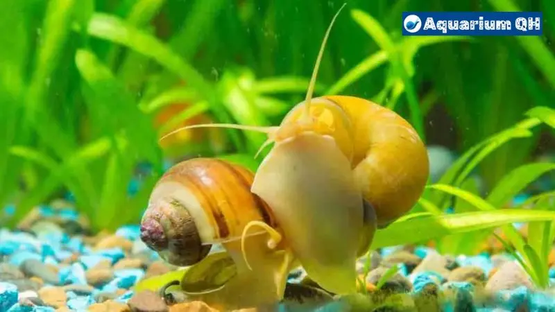 Determining Infertile Mystery Snail Eggs