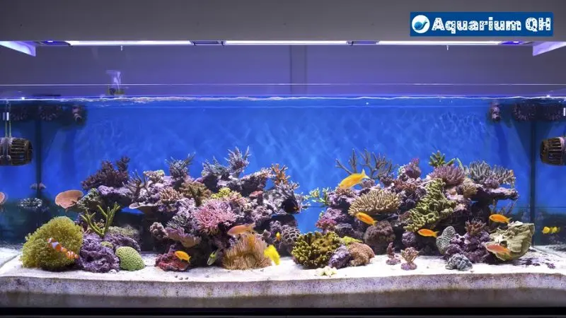 How Much Sand You Need For Your 55-gallon Aquarium?
