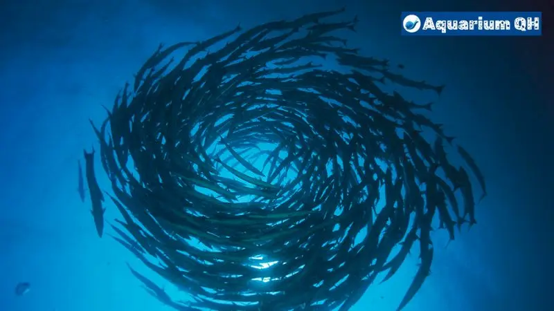 Fish Swimming in Circles