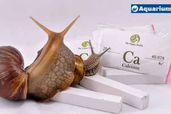What to Feed Mystery Snails for Calcium: A Comprehensive Guide