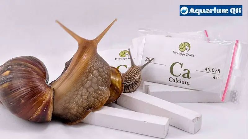 What to Feed Mystery Snails for Calcium: A Comprehensive Guide