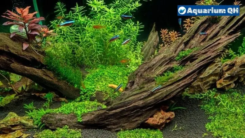 How Long Does Driftwood Take to Sink in a Fish Tank?