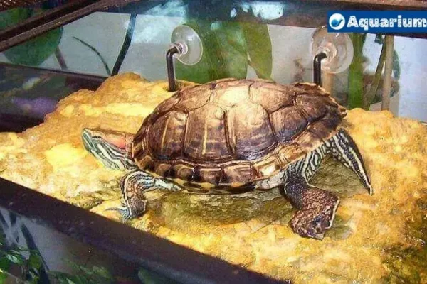 Turtle Tank Smells Like Rotten Eggs: Causes And Solutions