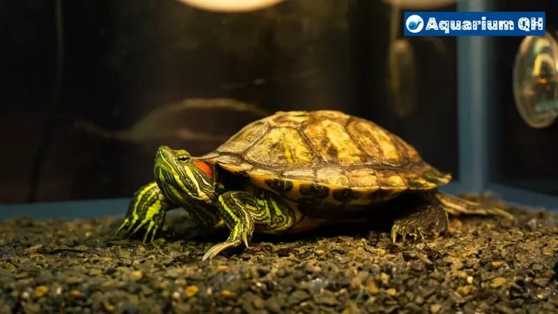 Turtle Tank Smells Like Rotten Eggs