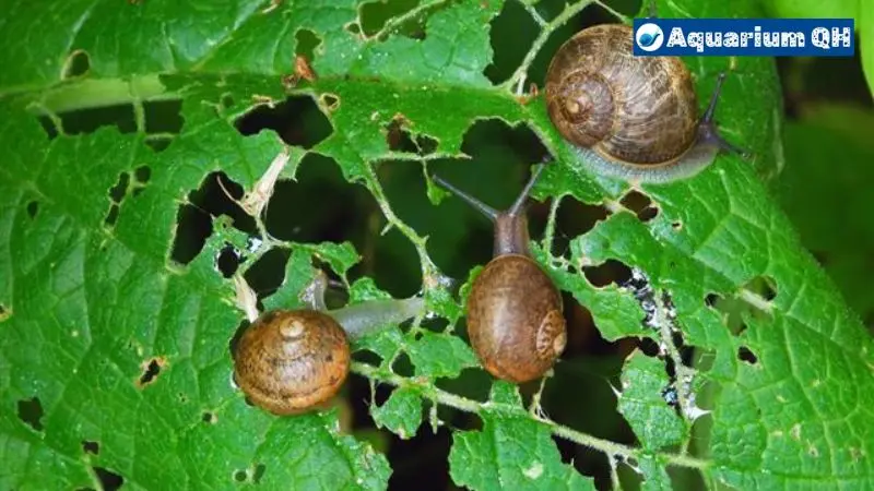 How Often To Feed Mystery Snails 