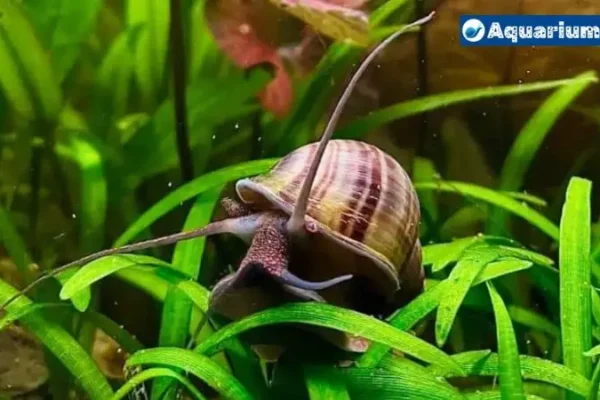 How Often To Feed Mystery Snails? The Best Guides From Experts