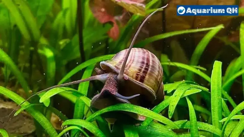 How Often To Feed Mystery Snails