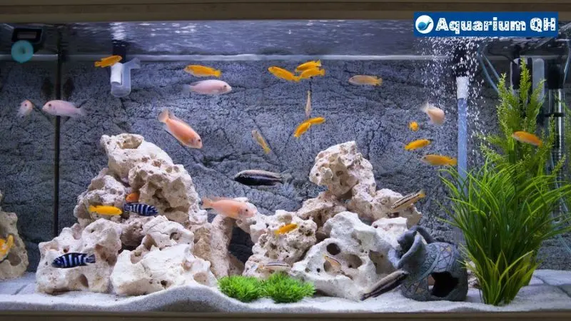 how much sand for a 55 gallon aquarium