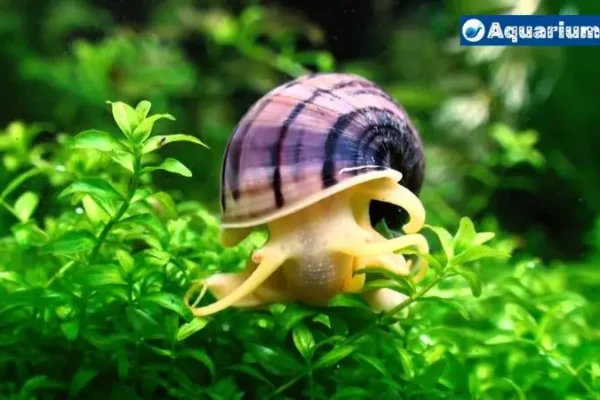 Out of Water Survival: Can Mystery Snails Live Out Of Water?