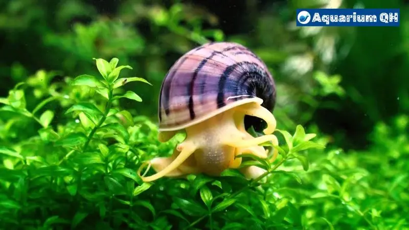 Can Mystery Snails Live Out Of Water?
