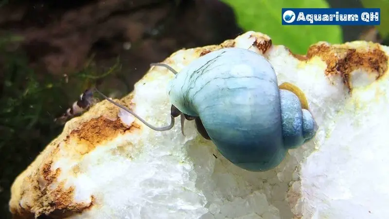 Can Mystery Snails Live Out Of Water