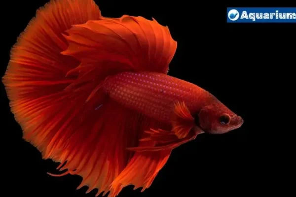 Why Is My Betta Fish Hiding? Causes & Solutions