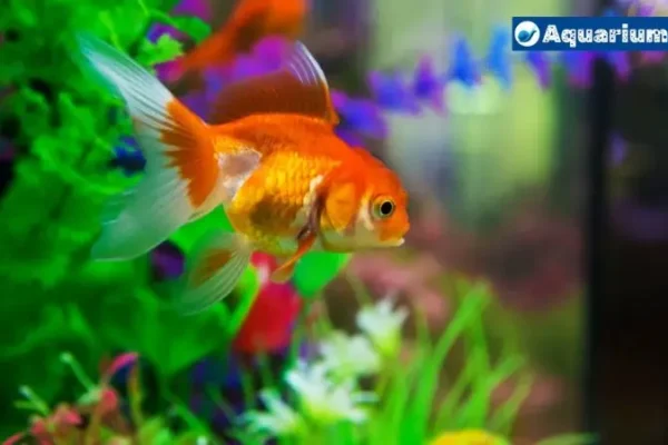Can Goldfish Live In Tap Water: What You Need to Know!