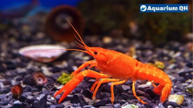 Why Do Crayfish Turn Blue?