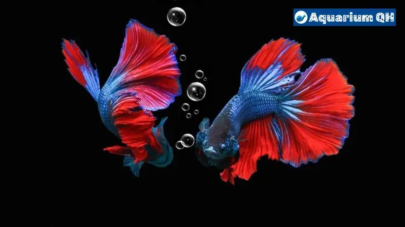 Do Betta Fish Need Darkness to Sleep? The Ultimate Guide