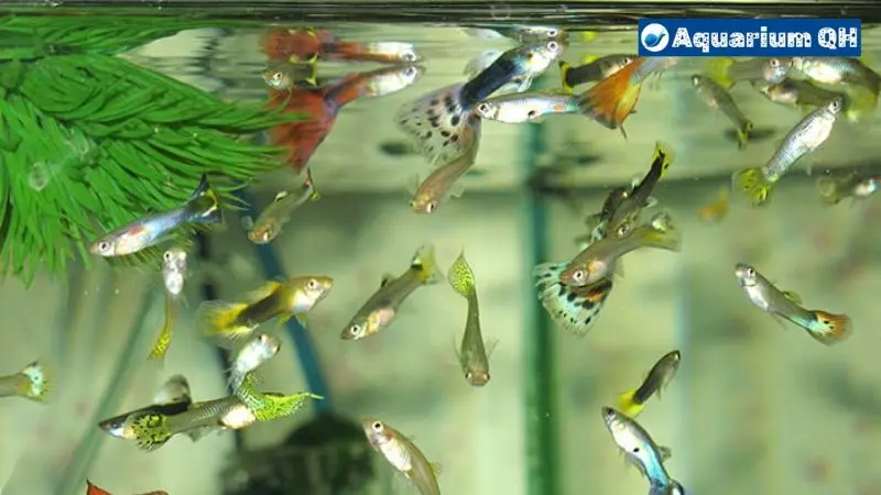 What to Feed Guppies