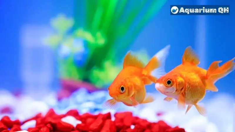 Can Goldfish Live In Tap Water