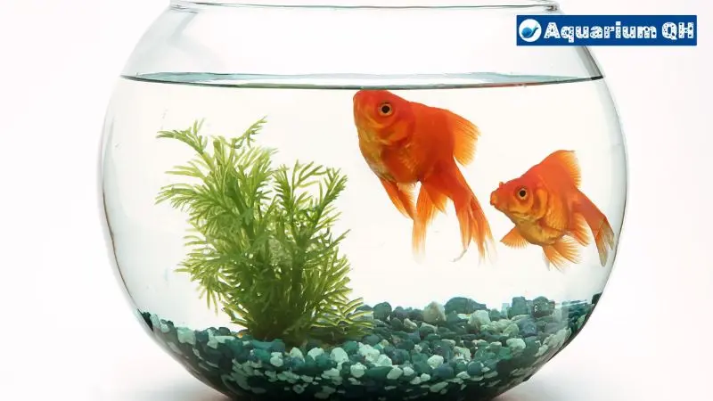 Can Goldfish Live In Tap Water