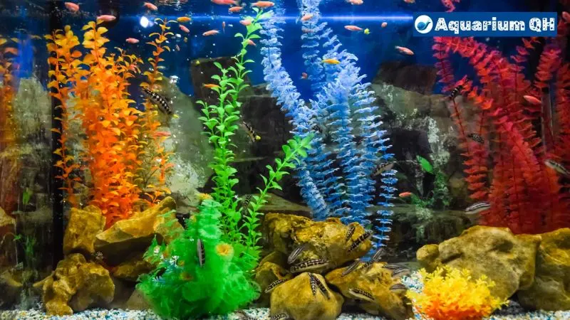 Natural Spring Water for Fish Tank 