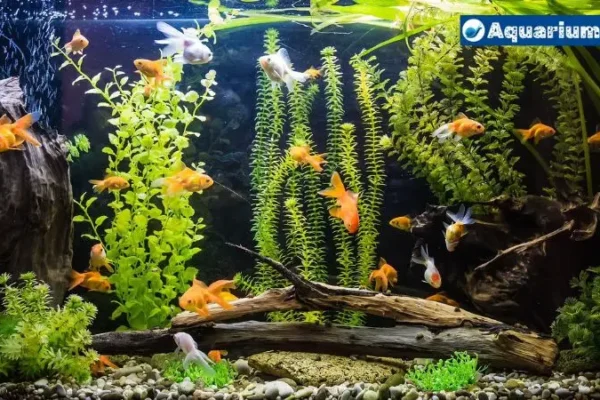 The Importance of  Natural Spring Water for Fish Tank Health