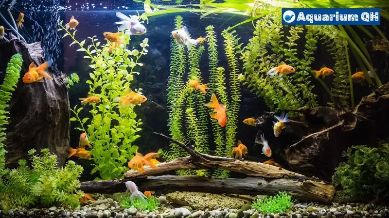The Importance of  Natural Spring Water for Fish Tank Health