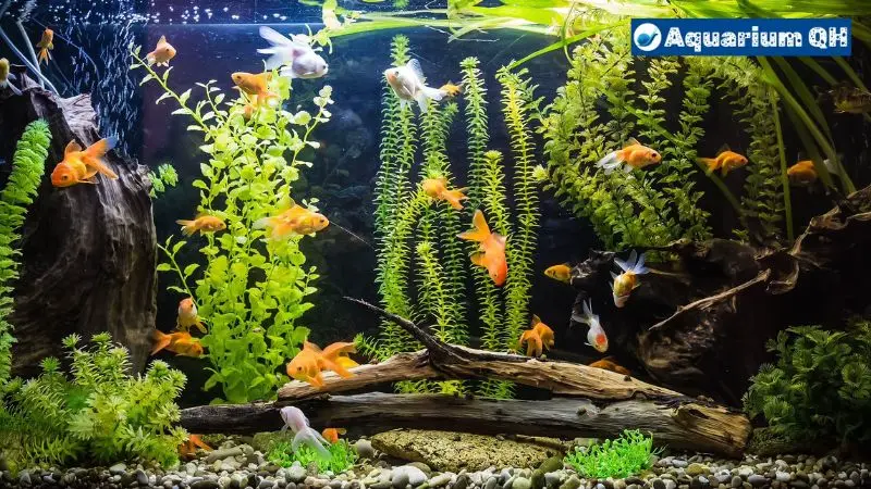 Natural Spring Water for Fish Tank