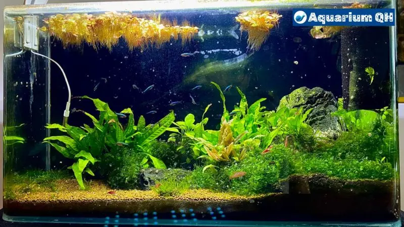 Potting Soil in Aquarium