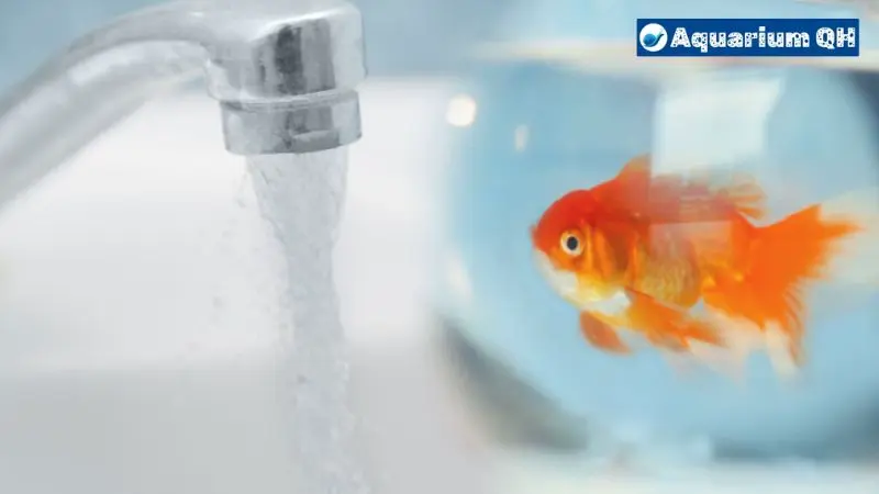 Can Goldfish Live In Tap Water