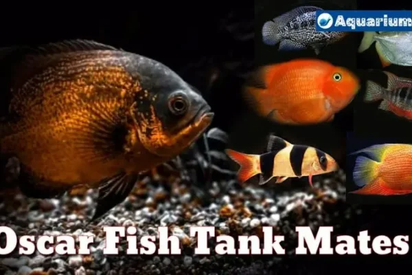 What Fish Can Go with Oscars? Top Tank Mates For Oscars Fish