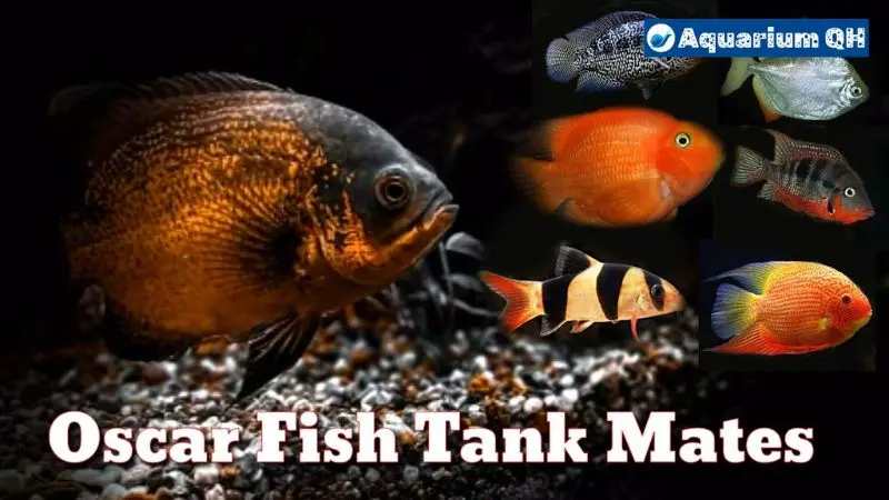 What Fish Can Go with Oscars? Top Tank Mates For Oscars Fish