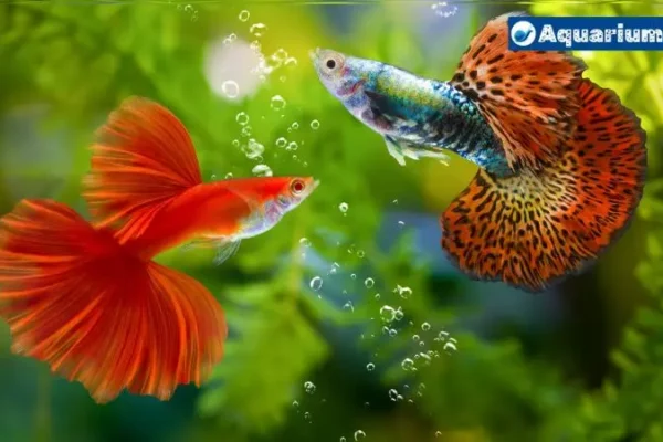 The Ultimate Guide: What to Feed Guppies?