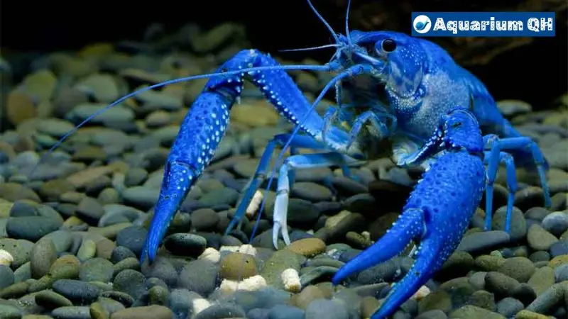 Why Do Crayfish Turn Blue?