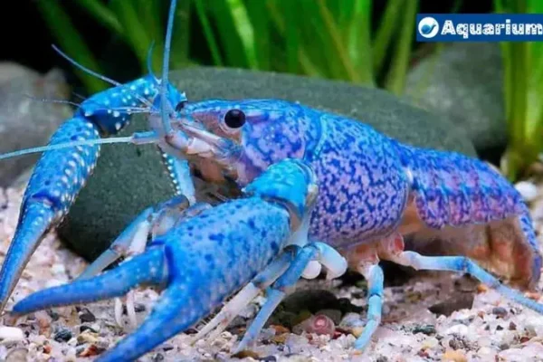 Why Do Crayfish Turn Blue? Good Or Bad?