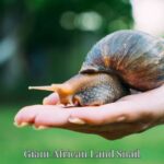 Giant African Land Snail