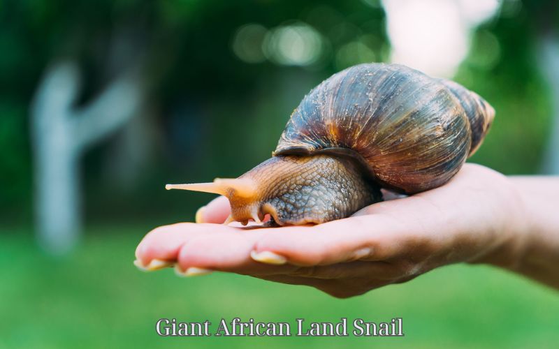 Giant African Land Snail