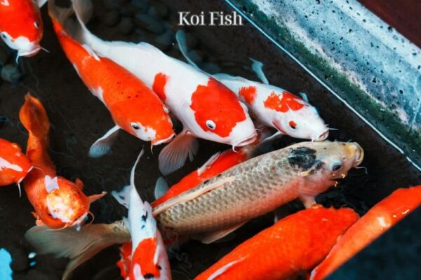 Koi Fish: The Majestic Symbols of Beauty and Serenity