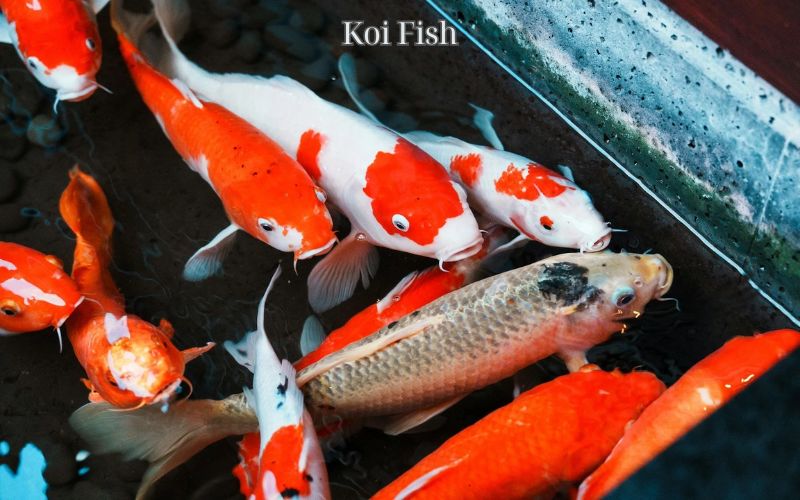 Koi Fish